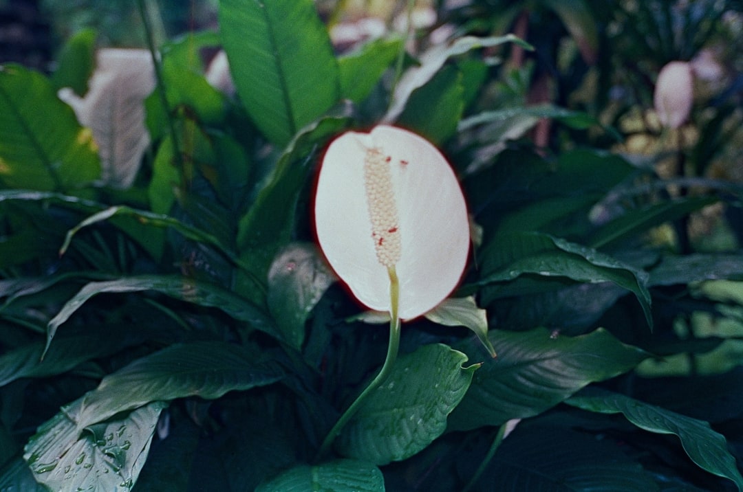 78a31e6c4c73. Shot with Olympus Mju II, Hoasca 800 film