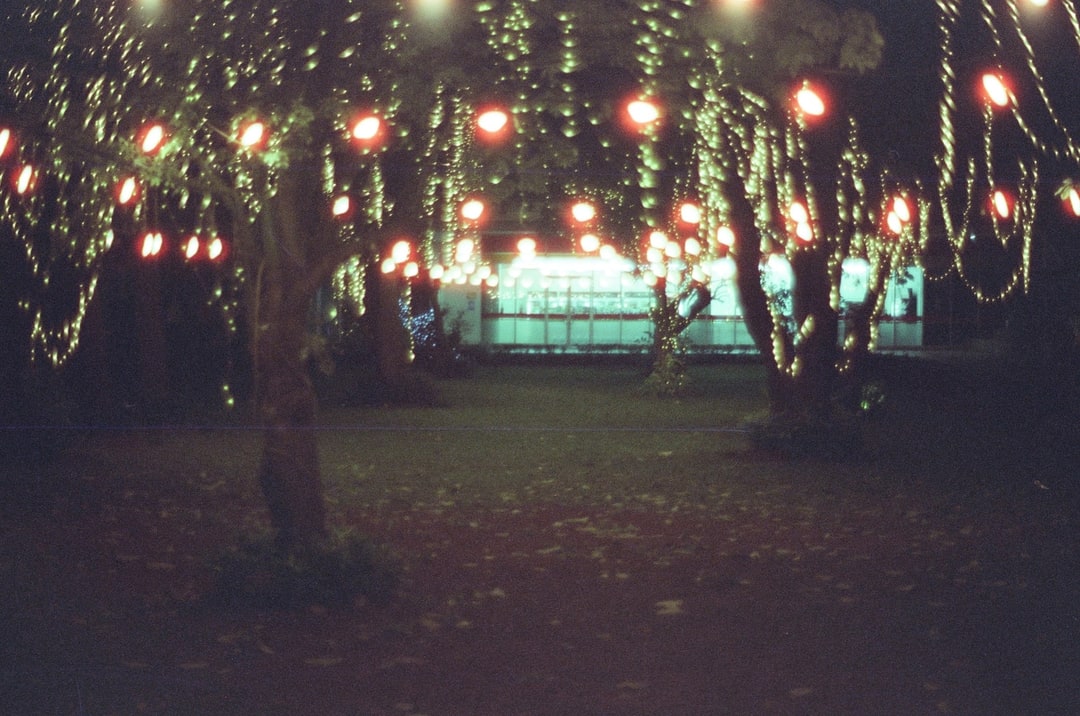 Evening Lights Under Park Trees. Shot with Olympus OM-1, Olympus Zuiko 50mm f/1.8, Cartenz 200 film